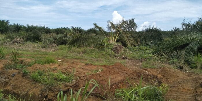Lahan Kebun Sawit Milik Sudarmaji Dirusak OTK