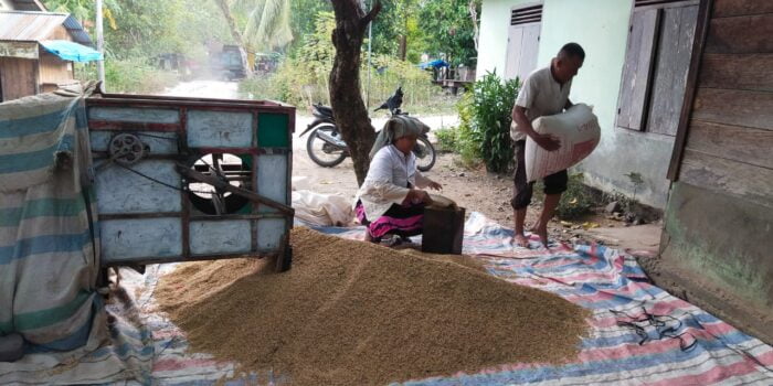 Hasil Panen Gabah Petani Padi di Palas Menurun