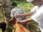 Sembilan Ekor Hewan Sapi di Madina Terindikasi PMK