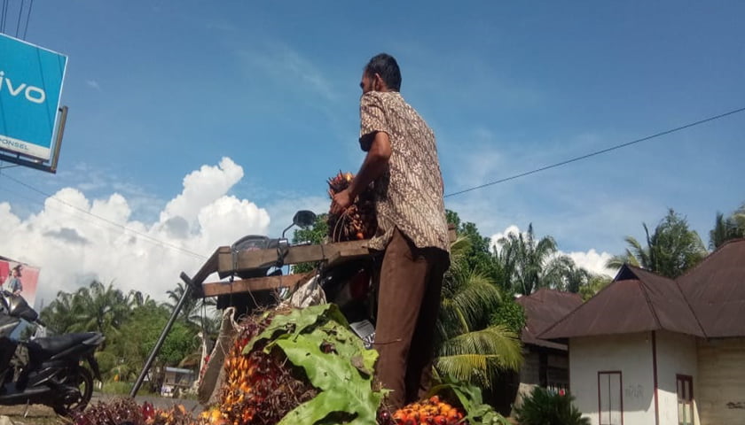 harga tbs palas