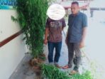 Diduga Miliki Ladang Ganja, Seorang Pria Ditangkap di Aceh Selatan
