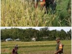 Peran Aktif Babinsa Menyukseskan Ketahanan Pangan di Wilayah Desa Binaan