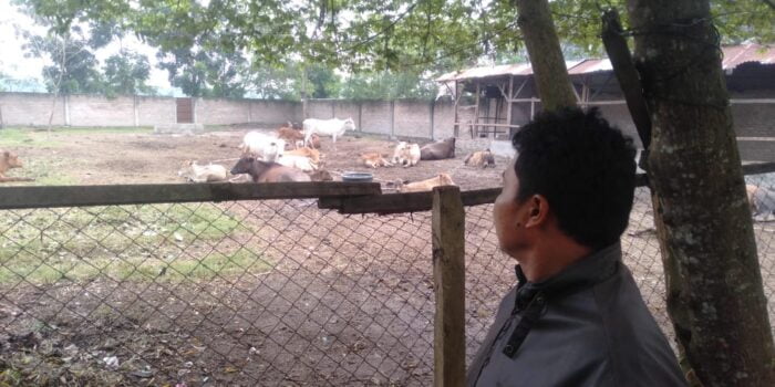 Ratusan Lembu di Kampung Hilir Sergai Diduga Terserang PMK