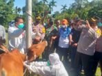 Antisipasi Wabah PMK, Distanpan Abdya Mulai Lakukan Penyuntikan Ternak