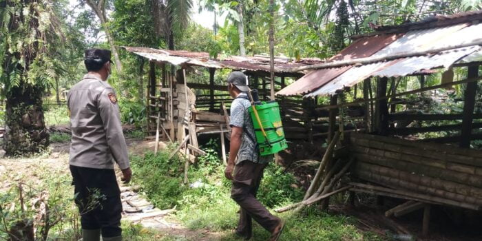 Cegah Penyebaran PMK, Polres Langkat Lakukan Penyemprotan Disinfektan di 15 Kecamatan