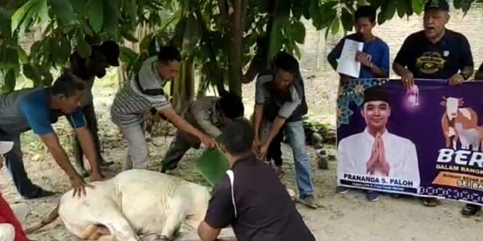 PSP dan DPD Partai NasDem Sergai Kurban 9 Ekor Lembu dan 4 Kambing