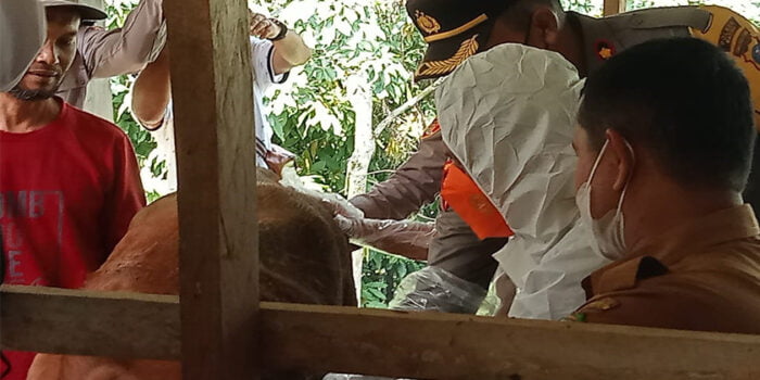 Satgas PMK Dinas Pertanian Madina Lakukan Vaksinasi Pada Sapi