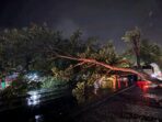 Pohon Tumbang di Jalan Lintas Sumatera Sergai, Akibatkan Kendaraan Tak Bisa Lewat