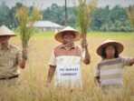 Panen Raya Padi Turun ke Sawah, Afandin: Mafia Pupuk Akan Kita Brantas
