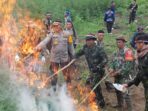 BNN Temukan 4 Hektare Ladang Ganja di Tor Sihite Madina