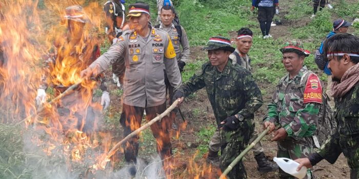 BNN Temukan 4 Hektare Ladang Ganja di Tor Sihite Madina