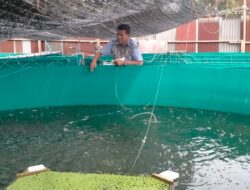 Tingkatkan Ekonomi Warga, Keuchik Palak Hilir Budidaya Lele dan Nila