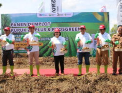 Bupati Karo Panen Raya Kentang, PT Petro Kimia Gresik Perkenalkan Phosgreen dan ZA Plus