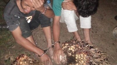 Dua Pencuri TBS Diamankan Papam Kebun Tanjung Jati