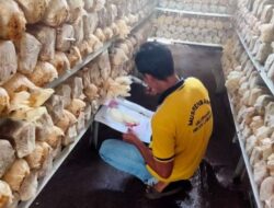 Kelompok Tani Dari Kelurahan Pekan Labuhan Berhasil Kembangan Bibit Jamur