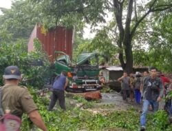 Truck Tertimpa Pohon, Sopir dan Kernet Terjepit