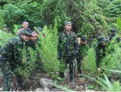 BNN RI Kembali Temukan Ladang Ganja Siap Panen di Aceh Selatan