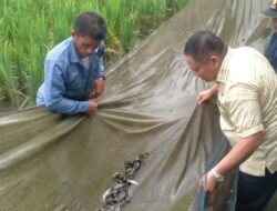 Panen Ikan Lee Mina Padi, Pj Bupati: Mudah Mudahan Perdana di Abdya dan Aceh