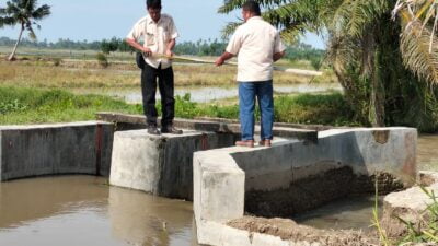 Petani Tuding PT Socfindo Kebun Matapao Penyebab Terjadinya Banjir di Areal Persawahan Desa Makmur