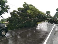 Pohon Tumbang Melintang di Jalan Raya Desa Pon