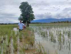 Dinas Pertanian Perjuangkan Nasib Petani Padi di Kecamatan Siabu