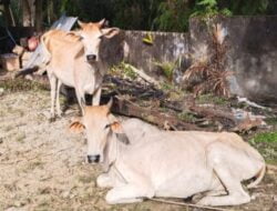 Polsek Besitang Tangkap Lelaki Diduga Maling Lembu