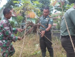 Dandim 0107/Asel Panen Singkong Perdana di Lahan Hanpangan
