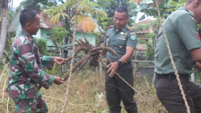 Dandim 0107/Asel Panen Singkong Perdana di Lahan Hanpangan
