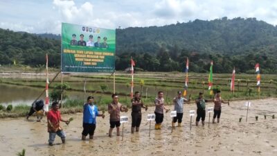 Pemkab Abdya Gelar Tanam Serentak MT Rendengan 2023