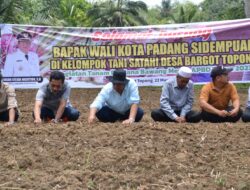 Walikota Padang Sidempuan Dorong Bawang Merah   Tanam Bawang Merah