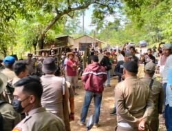 Tim Terpadu Pemkab Karo Sukses Tertibkan Penggembalaan Nodi Dari Penggarap