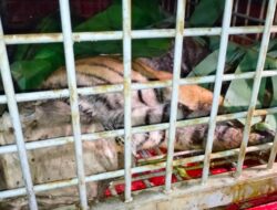 Harimau Sumatera Berhasil Masuk Perangkap Warga di Madina