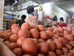 Kenaikan Harga Telur Membuat Omzet Pedagang Turun