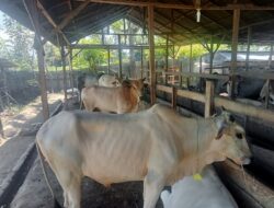 Distan Madina Gelar Vaksinisasi Serentak dan Cek Kondisi Kesehatan Hewan Qurban