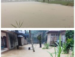 Hujan Deras, Puluhan Hektare Sawah Petani Terendam