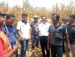 Kadistan Karo : Ketersediaan Benih Komponen Penting Budidaya Jagung