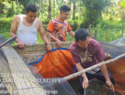 Kelompok Binaan PT SMGP Panen Ikan Lele