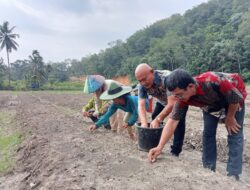 Dinas Pertanian Madina Ikut Tanam 40 Ton Bibit Bawang Merah
