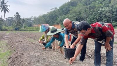 Dinas Pertanian Madina Ikut Tanam 40 Ton Bibit Bawang Merah