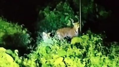 Lima Ekor Harimau Sumatera Berkeliaran di Pemukiman Warga