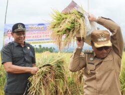 Pj. Walikota Padangsidempuan Panen Raya di Desa Huta Padang