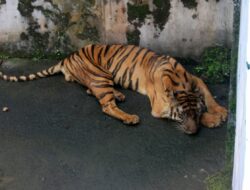 Soal Harimau Sumatera Terlihat Kritis, PD Pembangunan Angkat Bicara