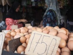 Harga Telur Ayam Beranjak Naik