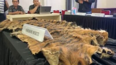 Polisi Menangkap 2 Pria Penjual Kulit Harimau