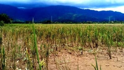 50 Hektar Sawah Rusak dan Tergenang Banjir, Petani Minta Pemkab Turun Tangan