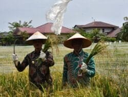 Pj. Walikota Langsa Panen Padi Program Ketapang Gampong Matang Seulimeng