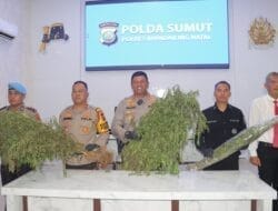 Polres Madina Temukan 1,5 Ha Ladang Ganja di Tor Shite