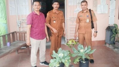 Budidaya Tanaman Sayuran Bunga Kol di Desa Mekar Sawit