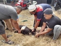 PWI Madina Berkurban Dua Ekor Kambing