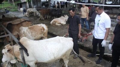 Dinas KPKP Kota Medan Lakukan Chek Terhadap Hewan Qurban